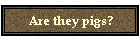 Are they pigs?
