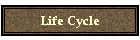 Life Cycle
