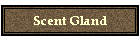 Scent Gland