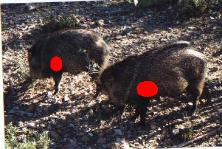 99target.jpg (260461 bytes)