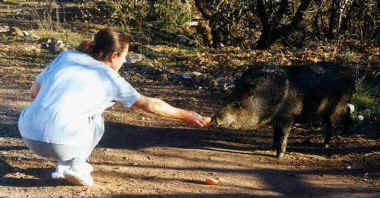 feeding_a_javelina.jpg (34819 bytes)