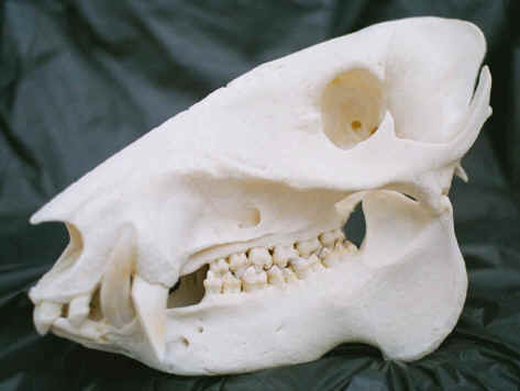 javelinaclosedsideview.JPG (60044 bytes)